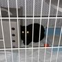 Photo of Gypsy's Animal Rescue