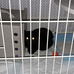 Gypsy's Animal Rescue - Fostering found by gateway mall.