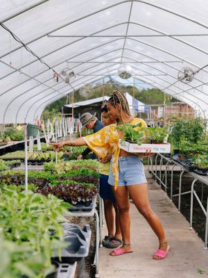 Little River Cooperative Culinary Plant Nursery & Garden Services by null