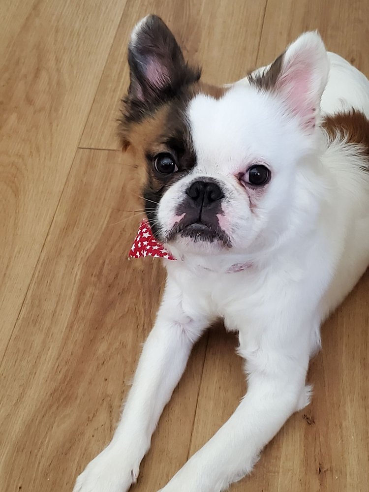 HOT DIGGITY! DOG WALKING & PET SITTING Updated May 2024 48 Photos