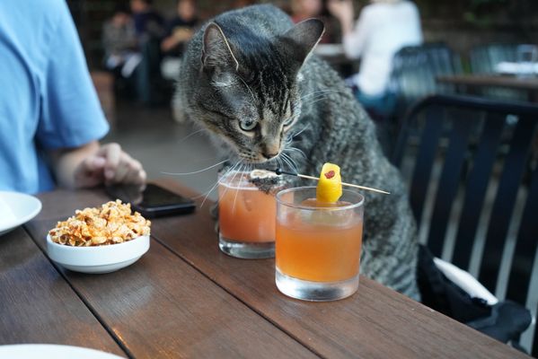 The Lark Santa Barbara by null