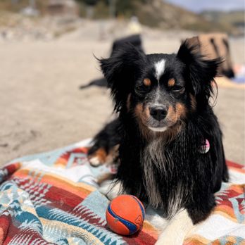 Fisherman's Beach - Dog Beach - Beaches Near Me - Avila Beach, California Fisherman's Beach - Dog Beach - Beaches Near Me - Avila Beach, California