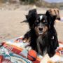Photo of Fisherman's Beach - Dog Beach