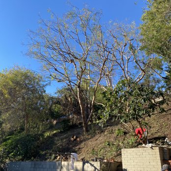 Aggies Tree Service - Hill side clearing plus tree trimming - Tree Services Near Me Aggies Tree Service - Hill side clearing plus tree trimming - Tree Services Near Me