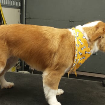 John's Mobile Pet Grooming - MOLLY (Border Collie): - Pet Groomers Near Me John's Mobile Pet Grooming - MOLLY (Border Collie): - Pet Groomers Near Me