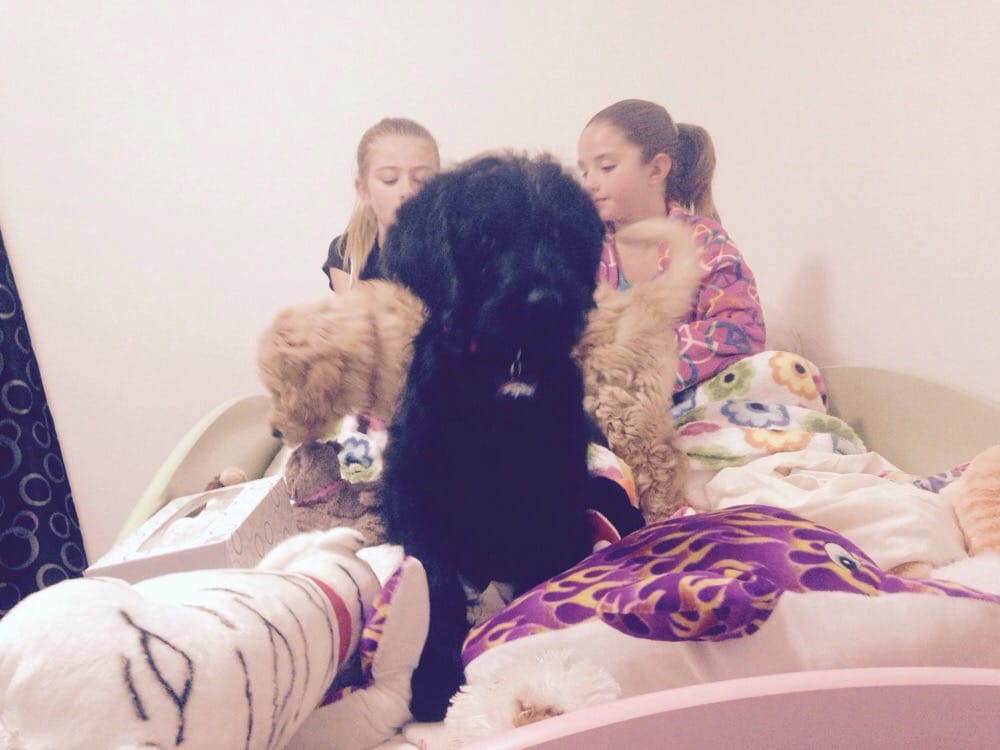 LAUREL VETERINARY CLINIC 53 Reviews 1480 W Midway Blvd, Broomfield, Colorado Veterinarians