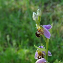 Chateau Feely - Wild orchids growing on the property