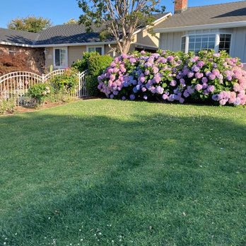 Furuichi Landscapes - Lawn before - Landscaping Near Me