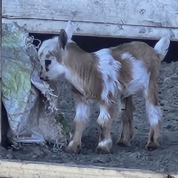 Olive Land Farms - Baby goat!! - Farms Near Me - Hastings, Florida