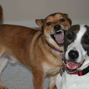 Houston's Best Pet Sitters - Dog Walkers Near Me Houston's Best Pet Sitters - Dog Walkers Near Me