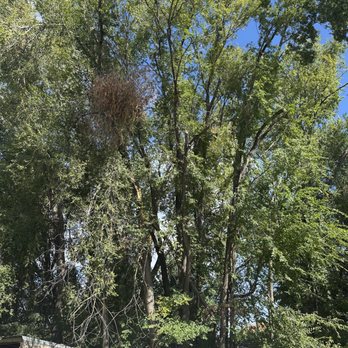 Monsoor Services - Tree Services Near Me Monsoor Services - Tree Services Near Me