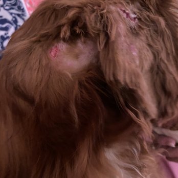 Red Dog Inn And Resort - Stitched cuts on ear & behind ear - Pet Sitting Near Me - Mansfield, Massachusetts Red Dog Inn And Resort - Stitched cuts on ear & behind ear - Pet Sitting Near Me - Mansfield, Massachusetts