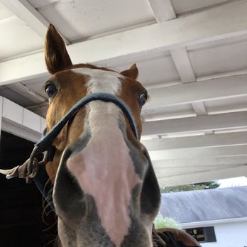 Full Moon Farm - Theo - Horseback Riding Near Me - Finksburg, Maryland