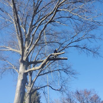 Rock N Roll Trees - Tree Services Near Me Rock N Roll Trees - Tree Services Near Me