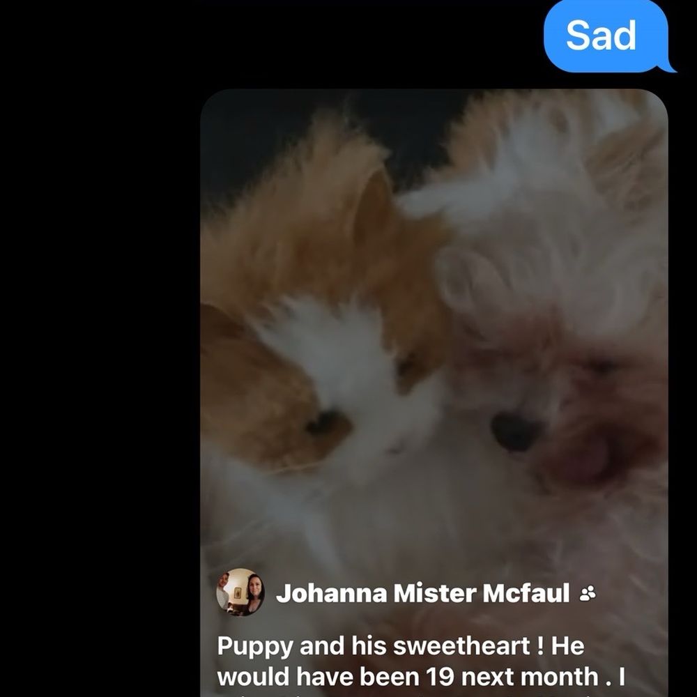 PetSmart - My baby 19 years old 7 pounds Yorkie . - Pet Training Near Me - Millsboro, Delaware PetSmart - My baby 19 years old 7 pounds Yorkie . - Pet Training Near Me - Millsboro, Delaware