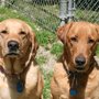 Photo of Paradise Kennel