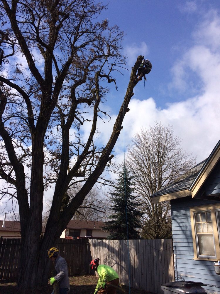 Hangman Tree Service - tree service in Spokane, WA