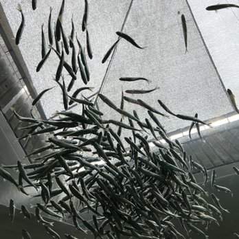 Seattle Aquarium - Tiny fish - Aquariums Near Me - Seattle, Washington