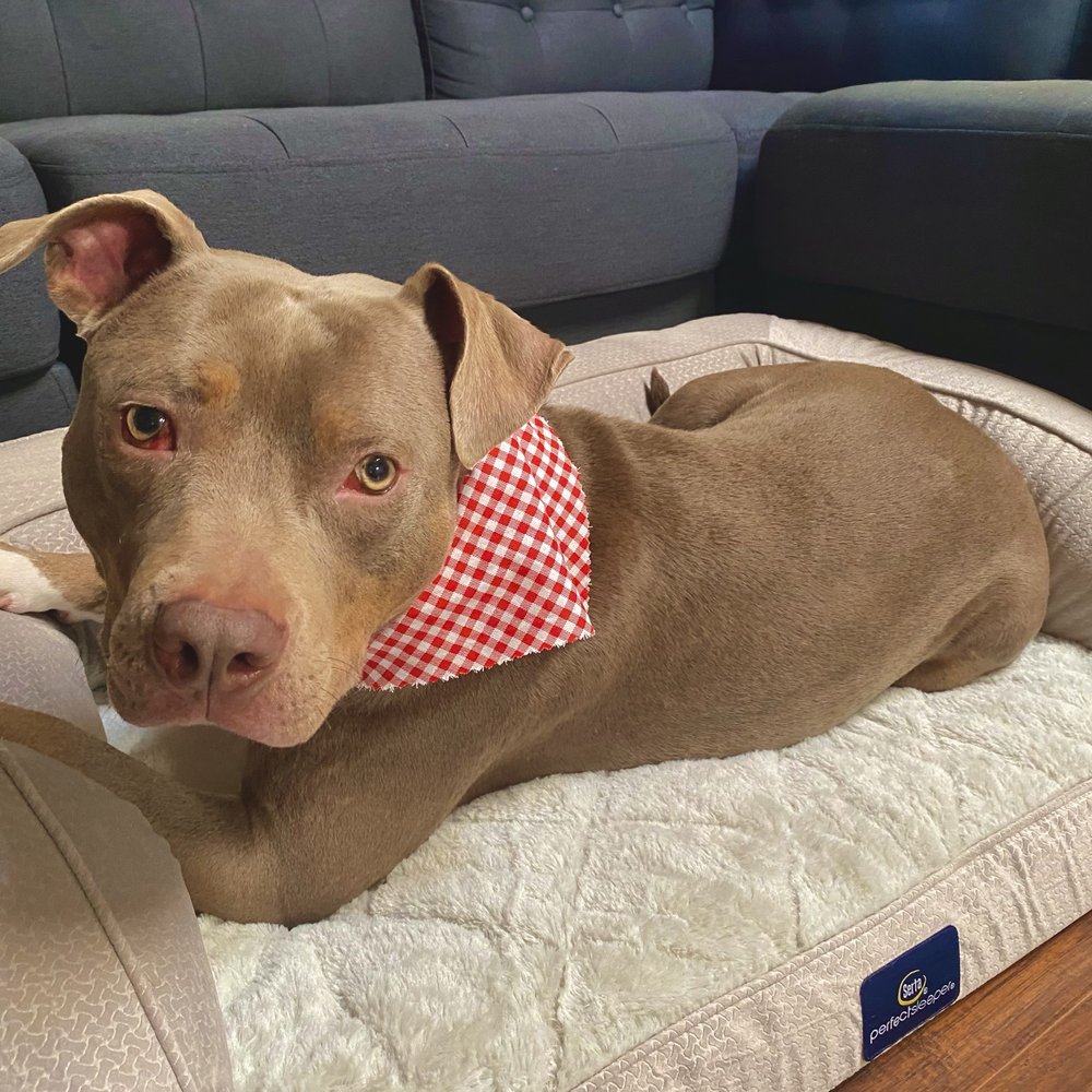 Upscale Tails - Ace - Pet Groomers Near Me - Independence, Ohio Upscale Tails - Ace - Pet Groomers Near Me - Independence, Ohio