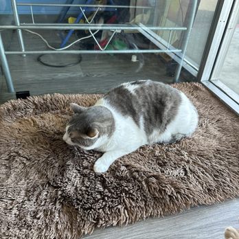 Cat Cafe Rescue - Cat - Pet Adoption Near Me - Chino Hills, California Cat Cafe Rescue - Cat - Pet Adoption Near Me - Chino Hills, California