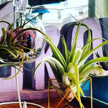 Grow NNK - Air plants - Flowers & Gifts Near Me - Kilmarnock, Virginia Grow NNK - Air plants - Flowers & Gifts Near Me - Kilmarnock, Virginia