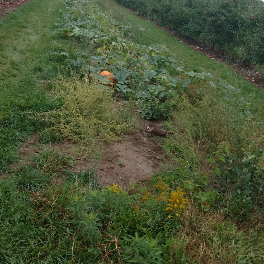 Whittier Fruit Farm - Pumpkins - Fruits & Veggies Near Me - Rochester, New York Whittier Fruit Farm - Pumpkins - Fruits & Veggies Near Me - Rochester, New York
