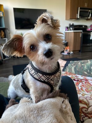 Hair Of The Dog Wash and Groom by null