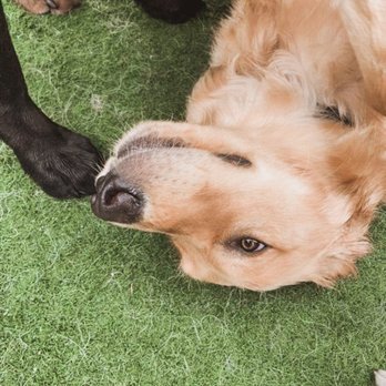 Downtown Hound - Pet Training Near Me - Boise, Idaho