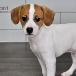 Petland Lee's Summit