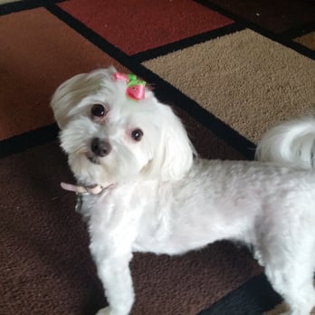 Pet Haven Salon - She's posing! - Pet Groomers Near Me - Kapolei, Hawaii Pet Haven Salon - She's posing! - Pet Groomers Near Me - Kapolei, Hawaii