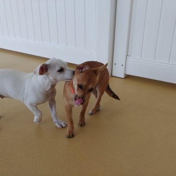 The Barkmont - Pet Boarding Near Me - Berkeley, California