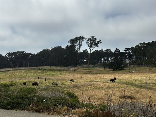Bison Paddock by null