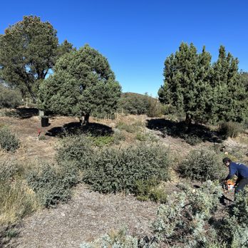 Precision Tree Services - a man cutting a tree - Landscaping Near Me - Prescott Valley, Arizona Precision Tree Services - a man cutting a tree - Landscaping Near Me - Prescott Valley, Arizona
