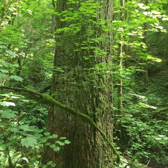 Forest Park - Parks Near Me - Portland, Oregon