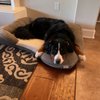 Kimbur Pet Wash & Suites gift card