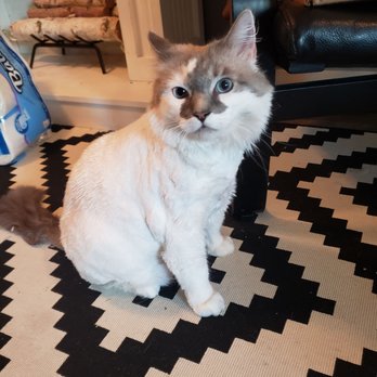 Nature's Pet - Our cat Max after getting groomed at Nature's pet. - Pet Groomers Near Me - Vancouver, Washington