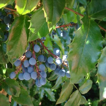 WillaKenzie Estate - Wineries Near Me - Yamhill, Oregon