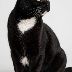 Lakewood Veterinary Center - Miss Kitty AKA Fluff Monster