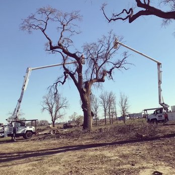 Joe Jr's Tree Service - Tree Services Near Me