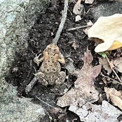 Well camouflaged!