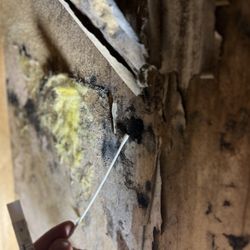 Cornerstone Mold & Restoration