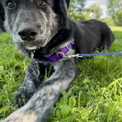 Posh Pets Rescue - Milo as a puppy