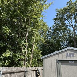 Three Brothers Tree Experts - Pulled back over fence