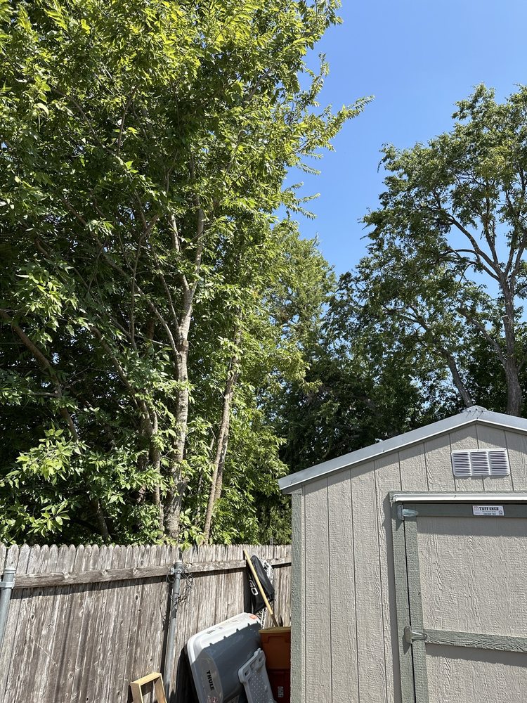 Three Brothers Tree Experts - tree service in Austin, TX