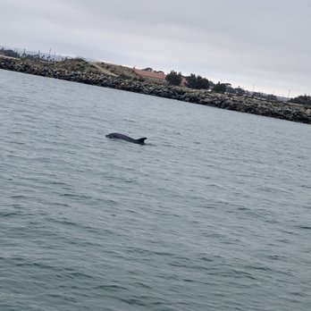 Oceanside Adventures - Bottle nose dolphin - Boat Charters Near Me - Oceanside, California