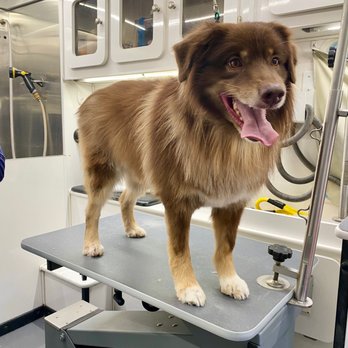 Purfect Paws Mobile Pet Grooming - Pet Groomers Near Me Purfect Paws Mobile Pet Grooming - Pet Groomers Near Me