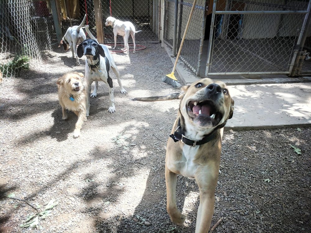 ALPHA VALLEY BOARDING KENNEL 12 Photos & 11 Reviews 1469 Pacific Ln