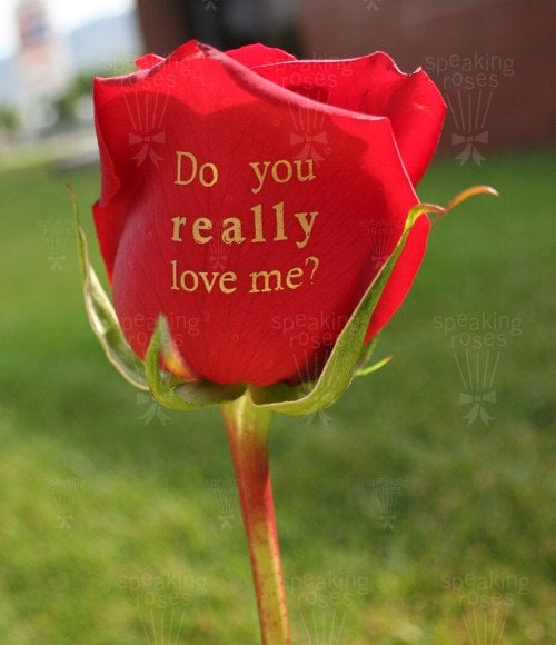 THE MAGIC OF SPEAKING ROSES Harmony Village, Wheeling, Illinois