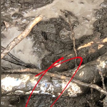 The Plumbing Doc - Tree root broke the pipe - Plumbing Near Me - Bakersfield, California