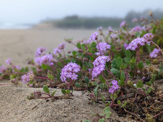 Natural Bridges State Beach by null